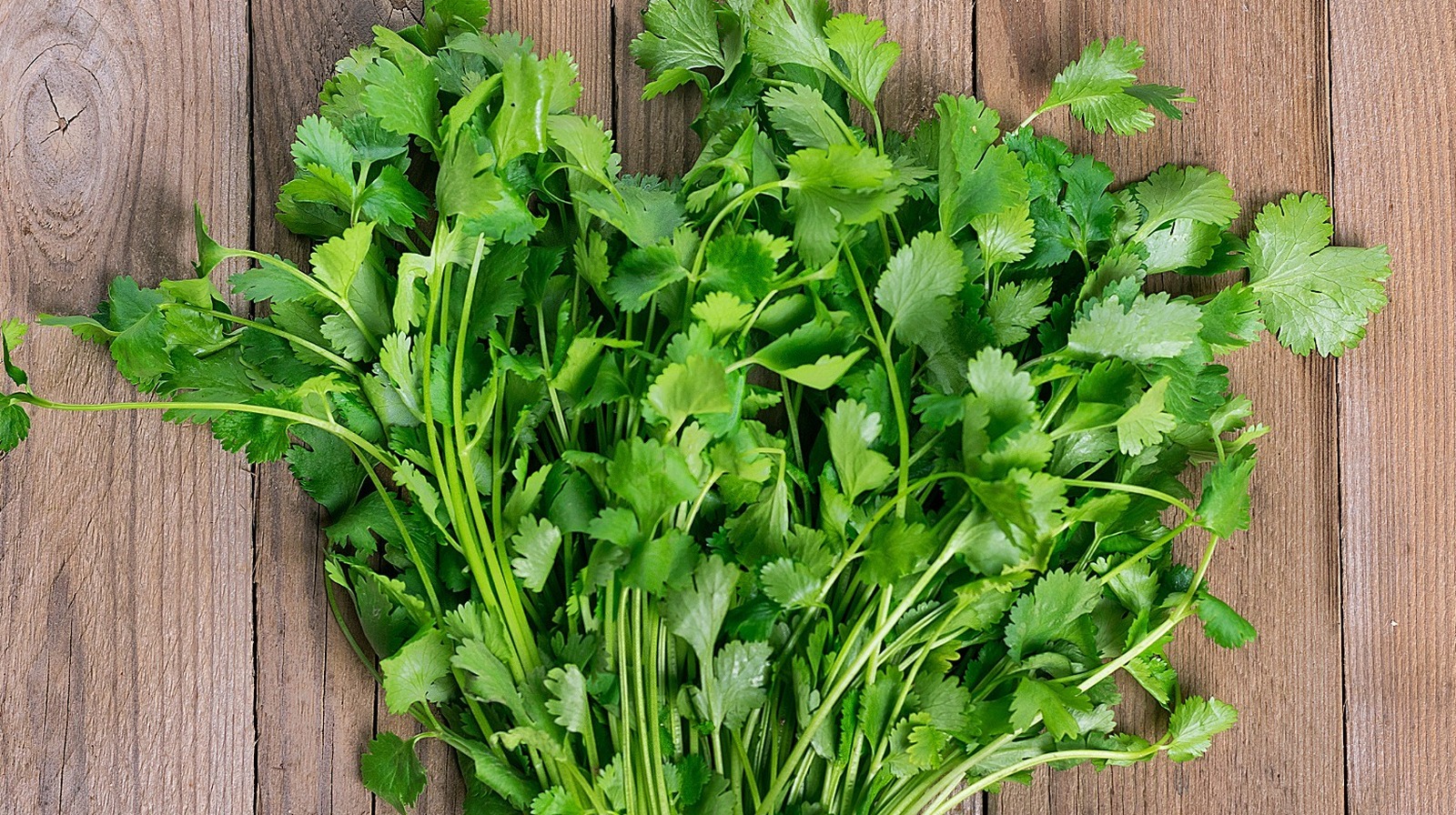 cilantro