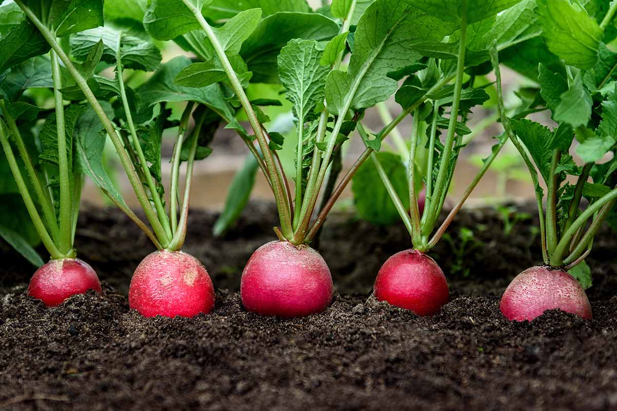 radishes